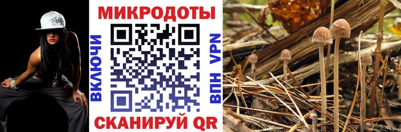 купить   Сухой Лог  Галлюциногенные грибы прущие грибы 